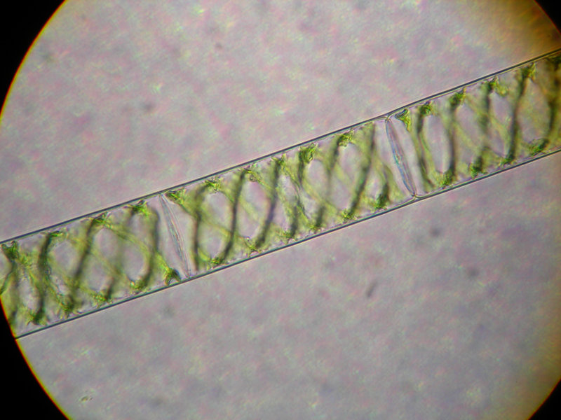 Alga pluricelular