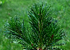Acículas de Pinus sylvestris