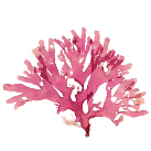 Alga vermella