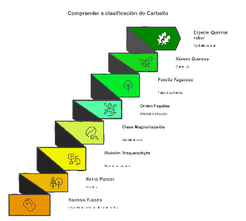Categorías taxonómicas do Quercus robur