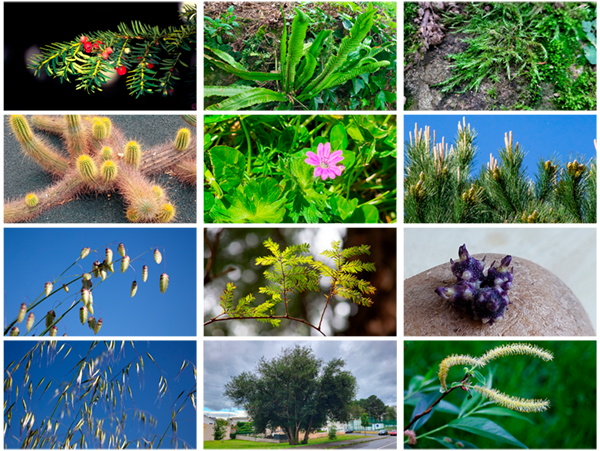 Collage plantas