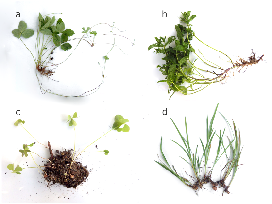 Reproduciión asexual en plantas