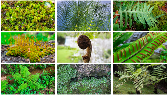 Plantas non vasculares