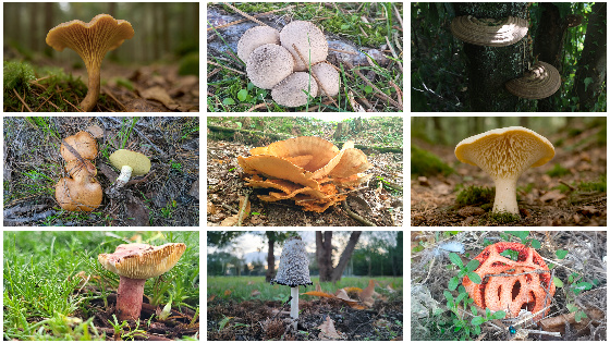 Diversidade de cogomelos