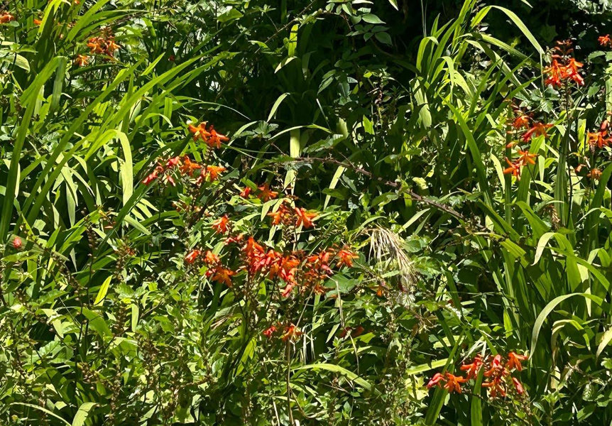 A crocosmia é unha planta invasora