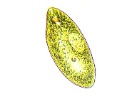 Euglena
