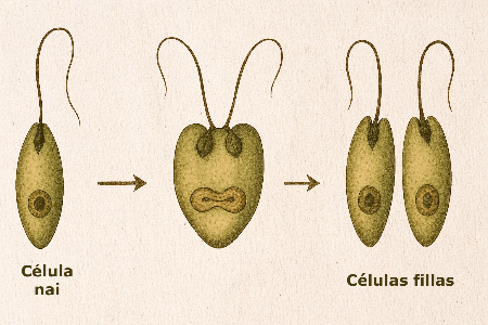 Bipartición en Euglena