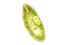 Euglena