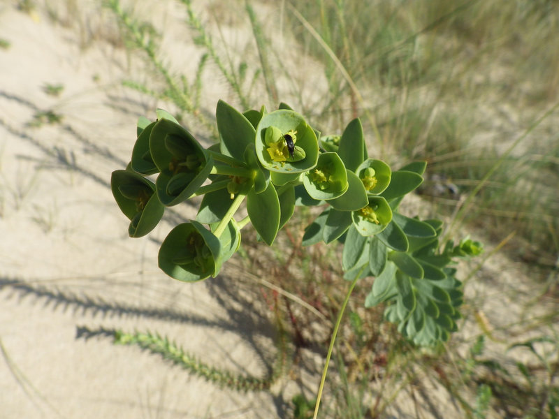 Euphorbia