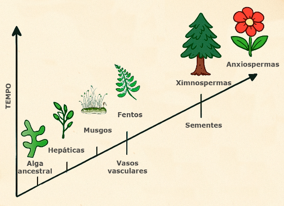 Evolución das plantas