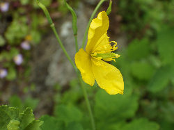 Flor hermafrodita da celidonia