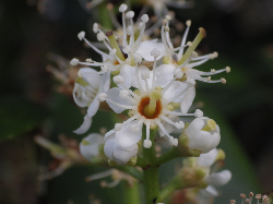 Flor loureiro romano