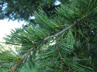 Ximnosperma con folla acicular