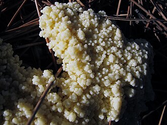 Imaxe dun mixomicete