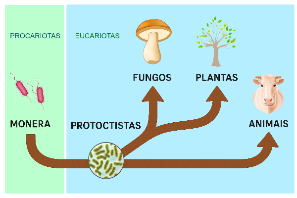 Esquema coas relacións evolutivas do reinos