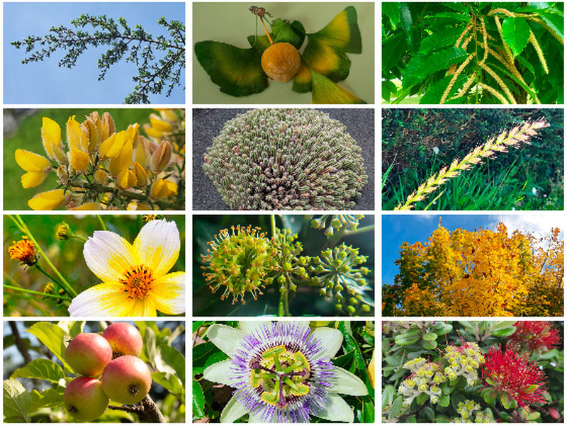 Plantas con sementes