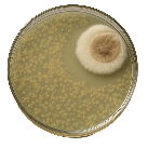 Unha placa como as de Fleming