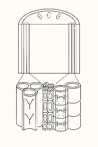 Tallo e sistema vascular