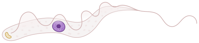 Tripanosoma gambiense