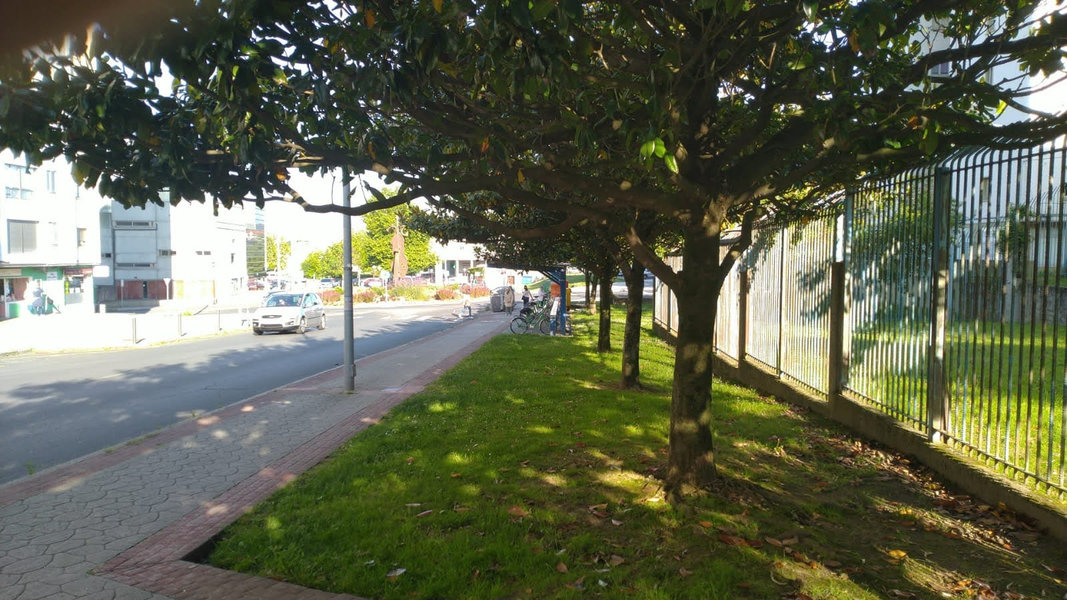 as árbores nas cidades aportan sombra e frescor