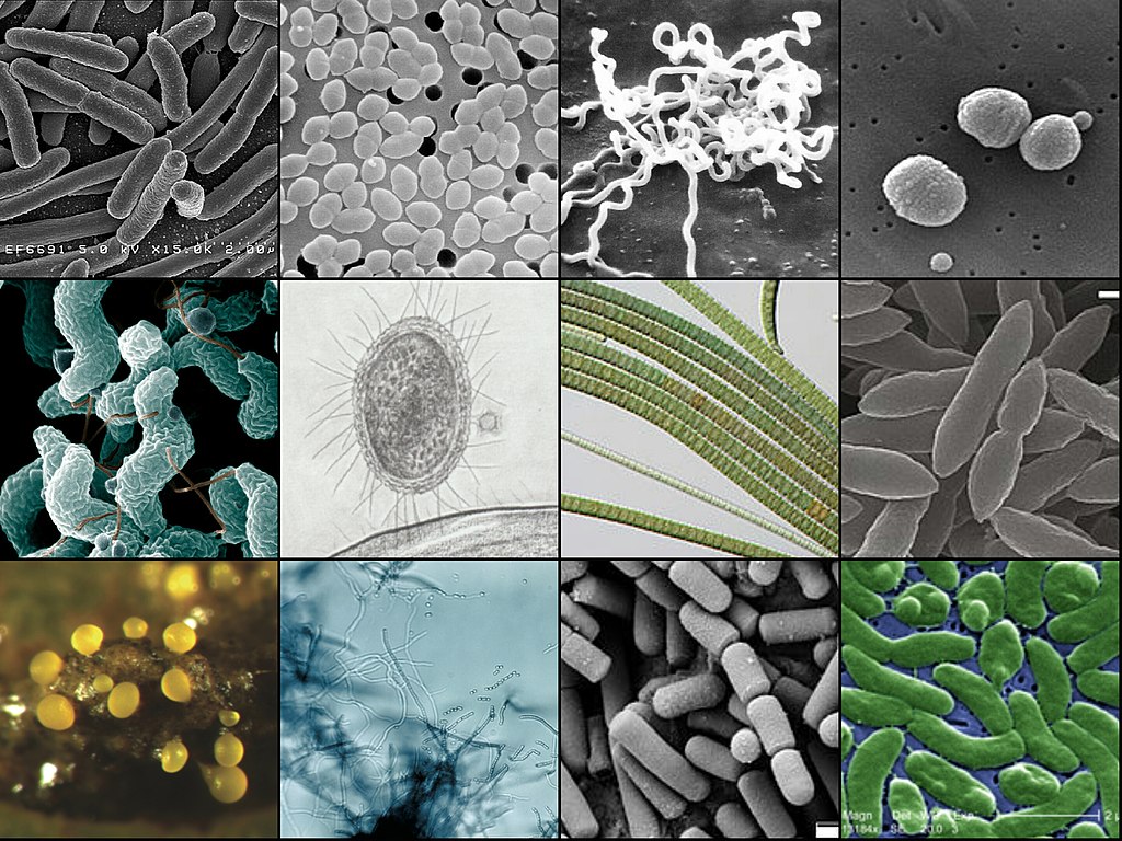 collage bacterias