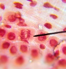 Célula dividíndose