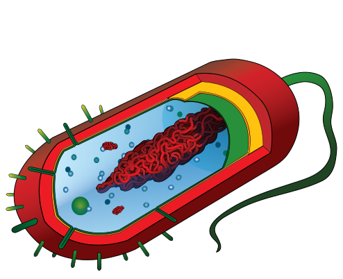 Organización da célula procariota