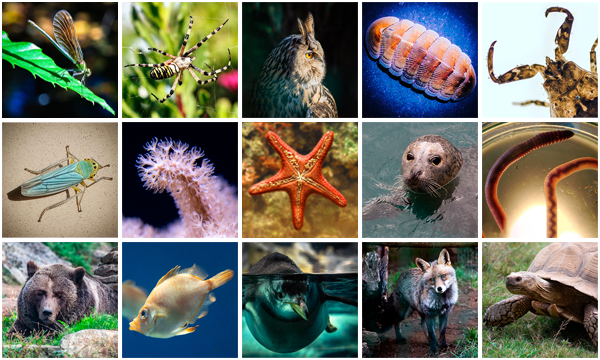 Collage amosando diversos membros do reino animal
