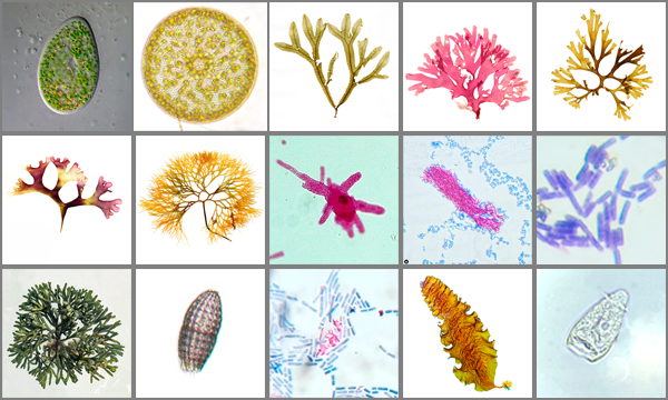 Collage con imaxes de membros do reino protoctista