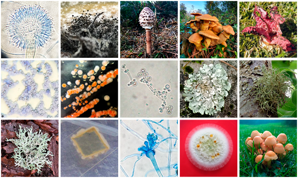 Collage con diversos membros do reino fungos