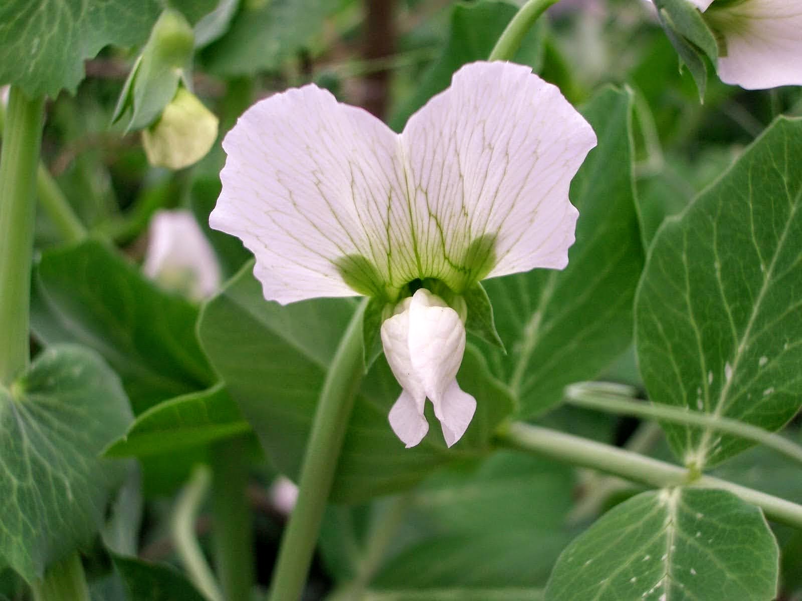 Flor da planta dos chícharos