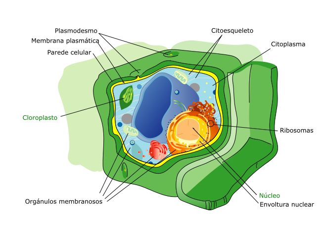 Organización da célula vexetal (muda)