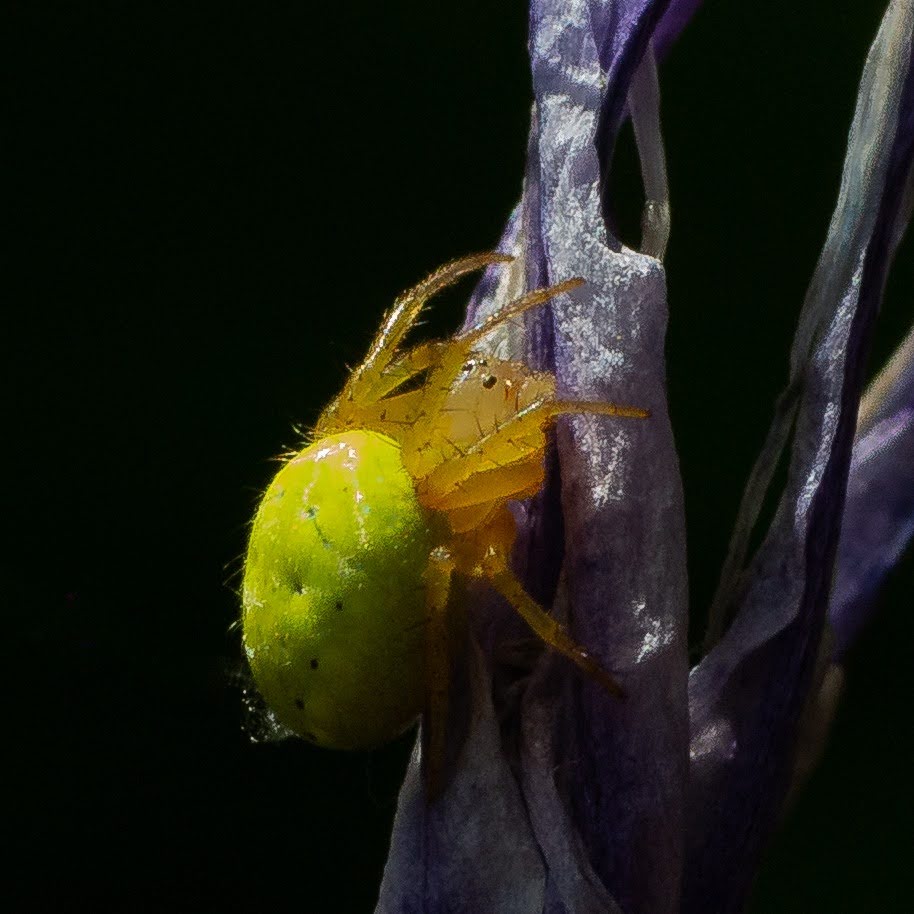 Fotografía dunha araña