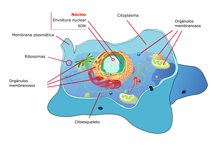Organización da célula animal (muda)