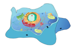 Organización da célula animal