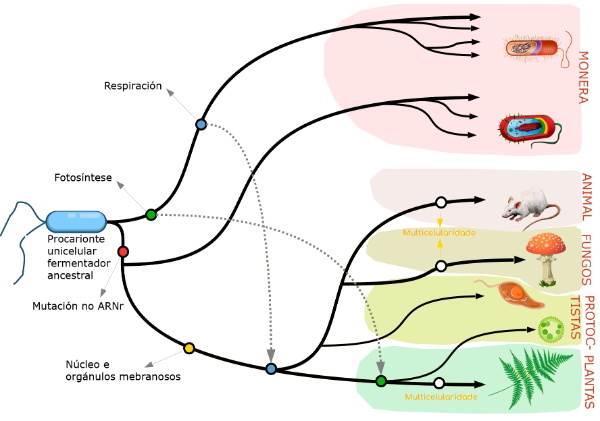 Cladograma dos reinos LUCA e os reinos