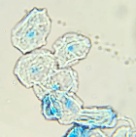 Microfotografía de células animais