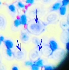 Microfotografía de células eucariotas