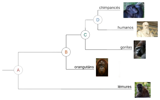 Esquema evolutivo dos primates