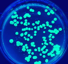 Colonias de bacterias fluorescentes