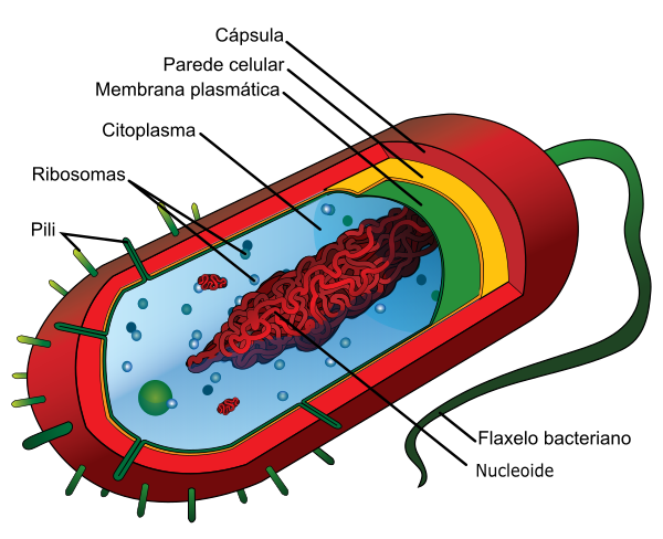 Organización da célula procariota