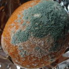 mofo medrando en laranxa