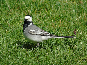 Motacilla alba