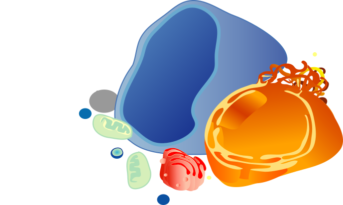 Orgánulos membranosos