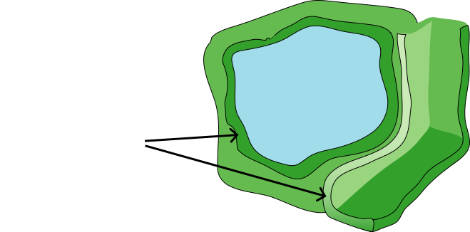 Parece celular vexetal