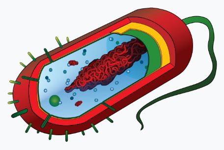 Organización da célula procariota