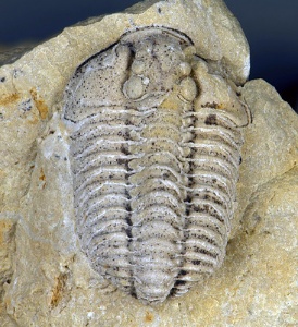 Mostra dun fósil de trilobites nunha rocha sedimentaria