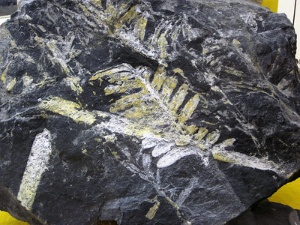 Mostra dun fósil dun fento