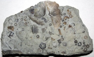 Mostra de fósiles nunha rocha calcaria