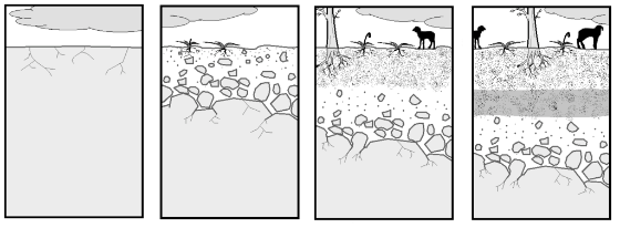 Fases de formación dun solo Fases de formación dun solo